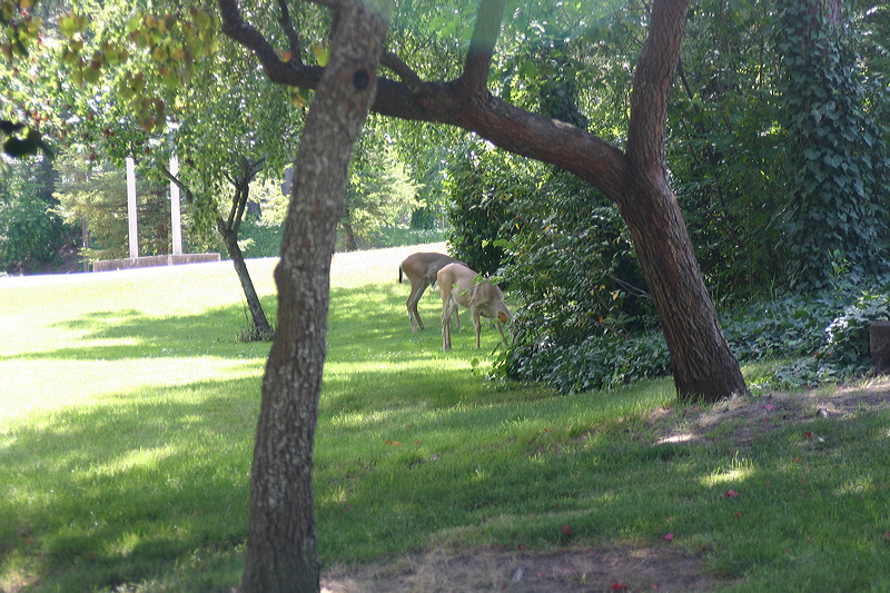 063006_e194.jpg